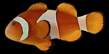 眼斑双锯鱼（Amphiprion ocellaris）图片