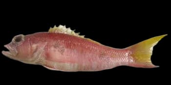 燕赤鮨（Chelidoperca hirundinacea）图片