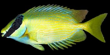 眼带篮子鱼（Siganus puellus）图片