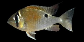 眼带双耳丽鱼（Biotodoma cupido）图片