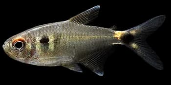眼点半线脂鲤（Hemigrammus ocellifer）图片