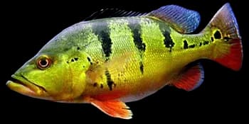 眼点丽鱼（Cichla ocellaris）图片