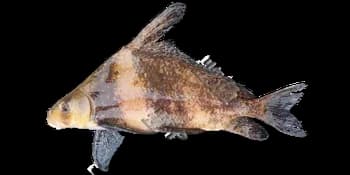 胭脂鱼（Myxocyprinus asiaticus）图片