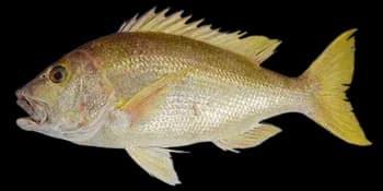 叶唇笛鲷（Lipocheilus carnolabrum）图片