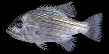 叶鲷（Glaucosoma buergeri）图片