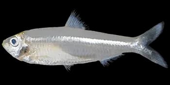 叶鲱（Escualosa thoracata）图片