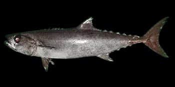 异鳞蛇鲭（Lepidocybium flavobrunneum）图片