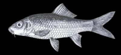 异龙鲤（Cyprinus pellegrini）图片