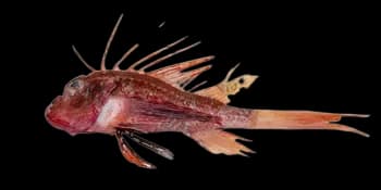 异尾拟蓑鲉（Parapterois heterura）图片