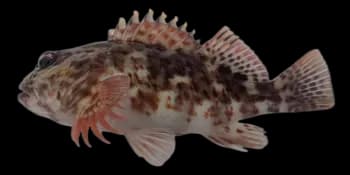 翼䱵（Cirrhitus pinnulatus）图片
