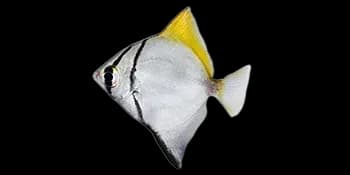 银大眼鲳（Monodactylus argenteus）图片