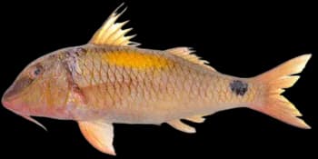 印度副绯鲤（Parupeneus indicus）图片