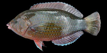 荧斑阿南鱼（Anampses caeruleopunctatus）图片