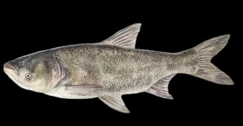 鳙(花鲢)（Aristichthys nobilis）图片