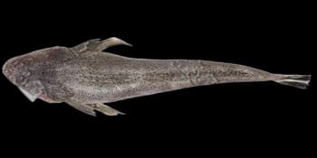 鲬鱼（Platycephalus indicus）图片