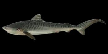 鼬鲨（Galeocerdo cuvier）图片