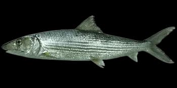 圆颌北梭鱼（Albula glossodonta）图片