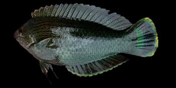 缘鳍海猪鱼(Halichoeres marginatus)图片