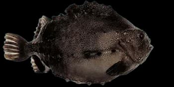 圆鳍鱼（Cyclopterus lumpus）图片