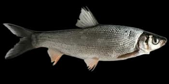 圆吻鲴（Distoechodon tumirostris）图片