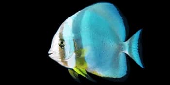 圆燕鱼（Platax orbicularis）图片