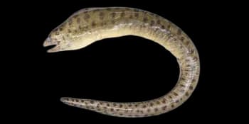 匀斑裸胸鳝(Gymnothorax reevesii)图片