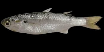 长鳍莫鲻（Moolgarda cunnesius）图片