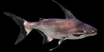 长丝[鱼芒]（Pangasius sanitwongsei）图片
