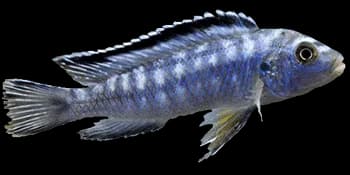 长体若丽鱼（Pseudotropheus elongatus）图片