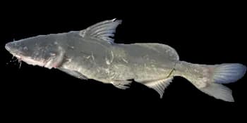长吻鮠（Leiocassis longirostris）图片