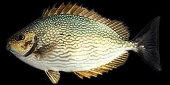 爪哇篮子鱼（Siganus javus）图片
