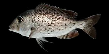 真裸顶鲷（Gymnocranius euanus）图片