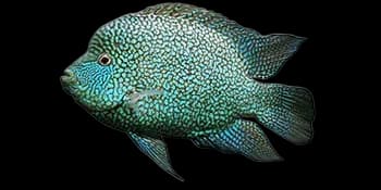 珍珠德州丽鱼（Herichthys carpintis）图片