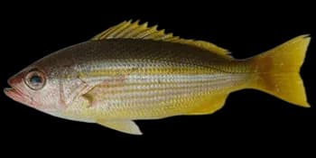 正笛鲷（Lutjanus lutjanus）图片