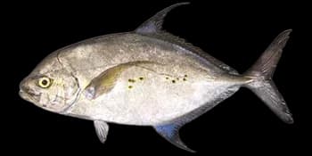 直线若鲹（Carangoides orthogrammus）图片