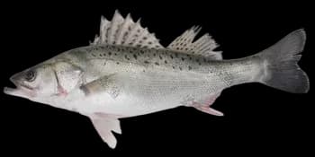 中国花鲈（Lateolabrax maculatus）图片