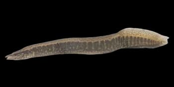 中华刺鳅（Sinobdella sinensis）图片