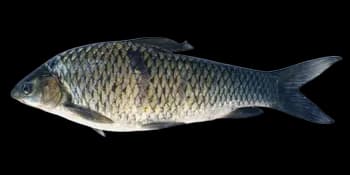 中华倒刺鲃（Spinibarbus sinensis）图片