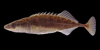 中华多刺鱼（Pungitius sinensis）图片