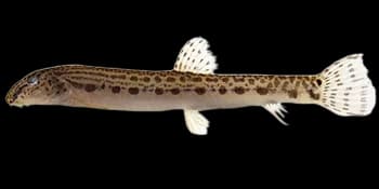 中华鳅（Cobitis sinensis）图片