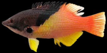 中胸普提鱼（Bodianus mesothorax）图片