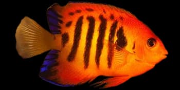 胄刺尻鱼（Centropyge loriculus）图片