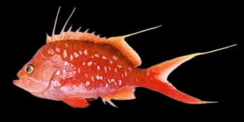 珠樱鮨（Sacura margaritacea）图片
