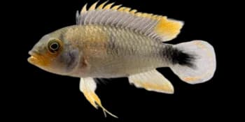 壮身隐带丽鱼（Apistogramma panduro）图片