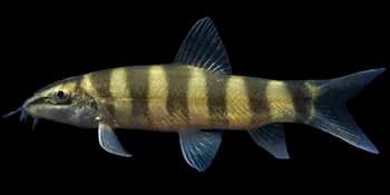壮体华鳅（Sinibotia robusta）图片