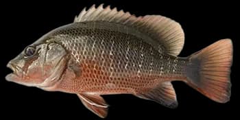 紫红笛鲷（Lutjanus argentimaculatus）图片