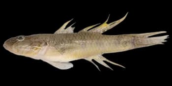 子陵吻虾虎鱼（Rhinogobius giurinus）图片