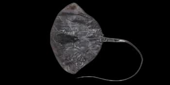 紫色翼魟（Pteroplatytrygon violacea）图片