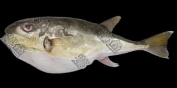 棕斑兔头鲀（Lagocephalus spadiceus）图片