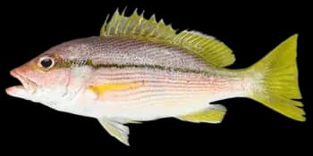 纵带笛鲷（Lutjanus vitta）图片
